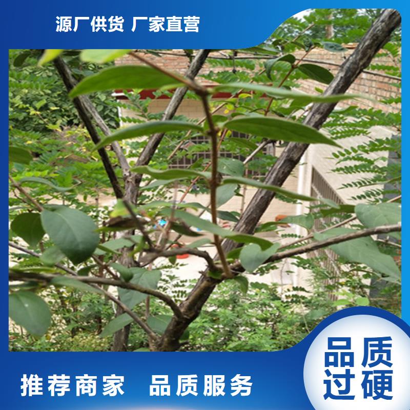 四平|通化|长春|延边|吉林|辽源杈杷果,【樱桃苗】货源充足生产厂家
