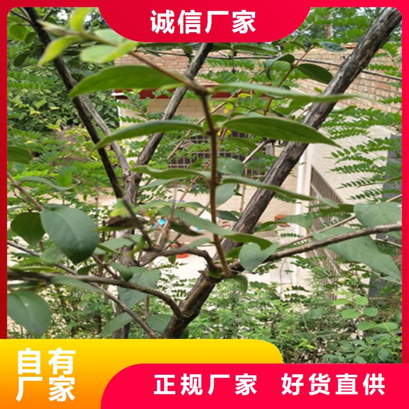 【杈杷果】,无花果苗厂家供应 轩园园艺场(黔南市分公司)