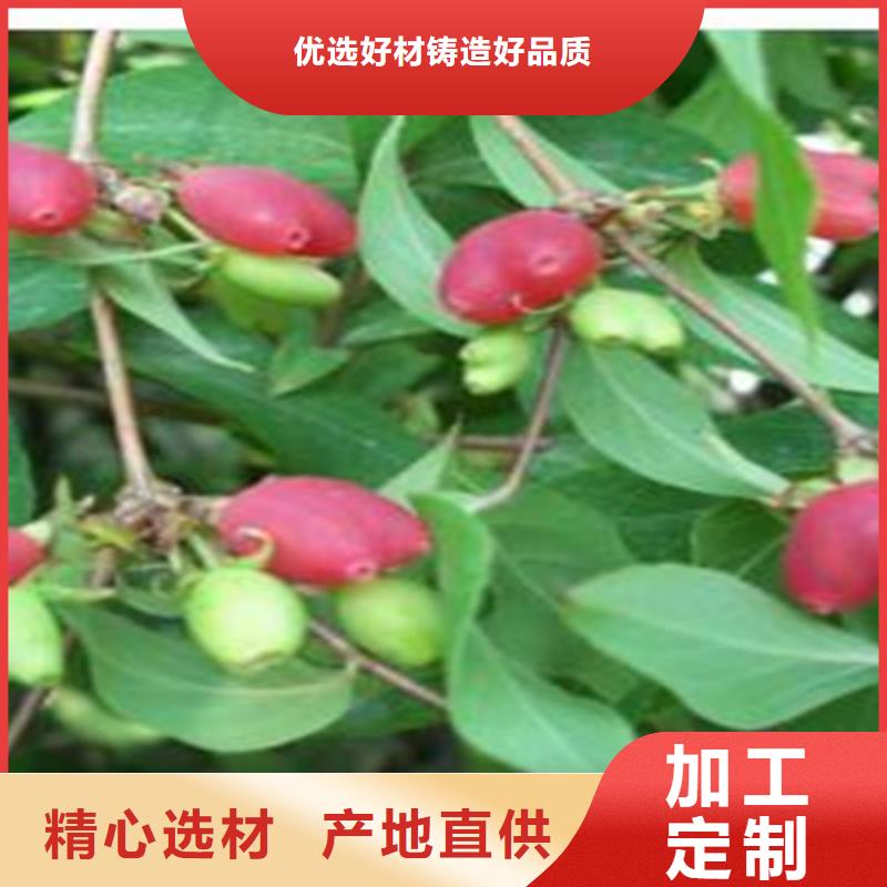 【杈杷果】,无花果苗厂家供应 轩园园艺场(黔南市分公司)