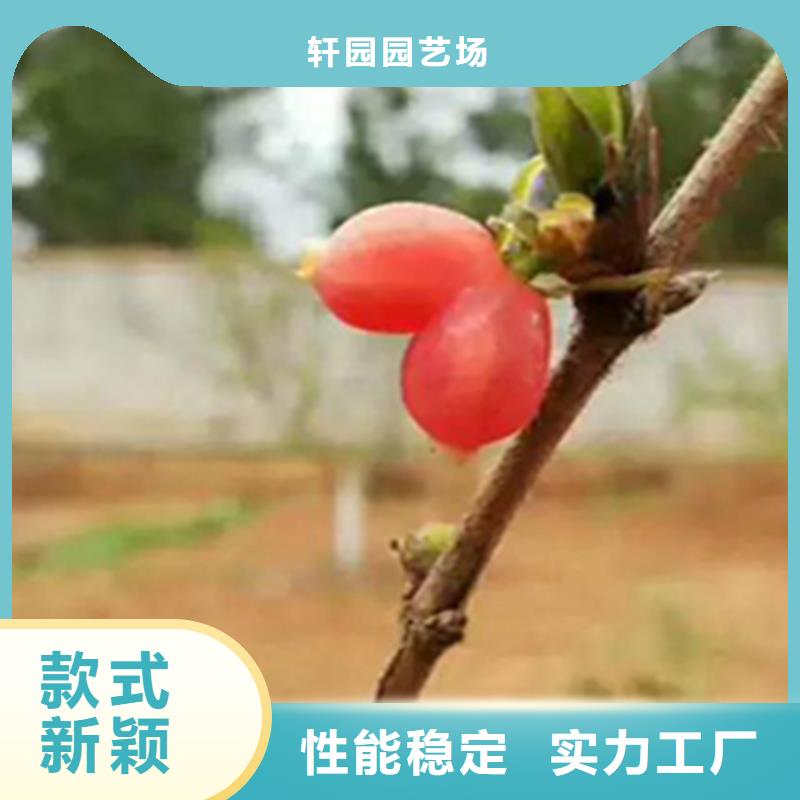 四平|通化|长春|延边|吉林|辽源杈杷果,【樱桃苗】货源充足生产厂家