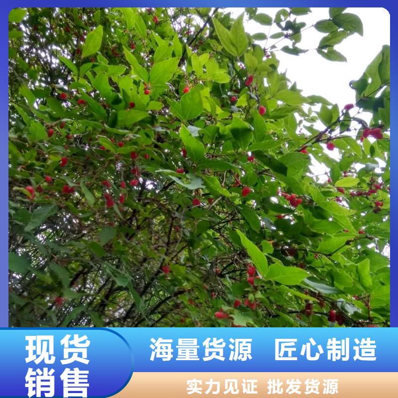 四平|通化|长春|延边|吉林|辽源杈杷果,【樱桃苗】货源充足生产厂家