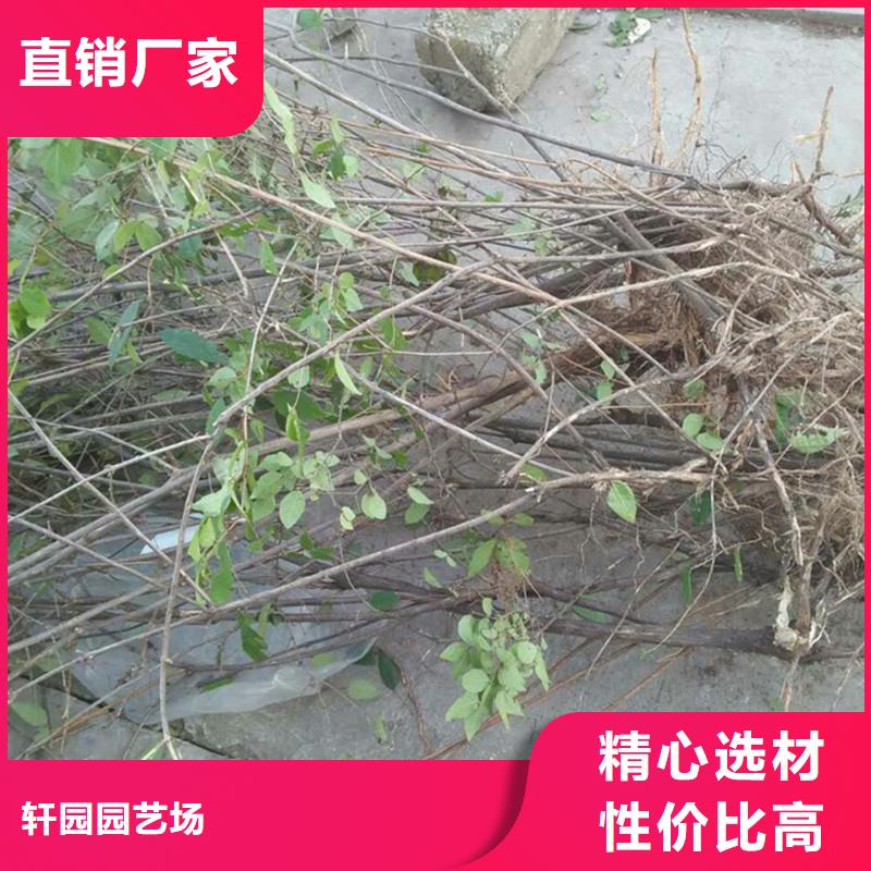 杈杷果苹果苗用心服务