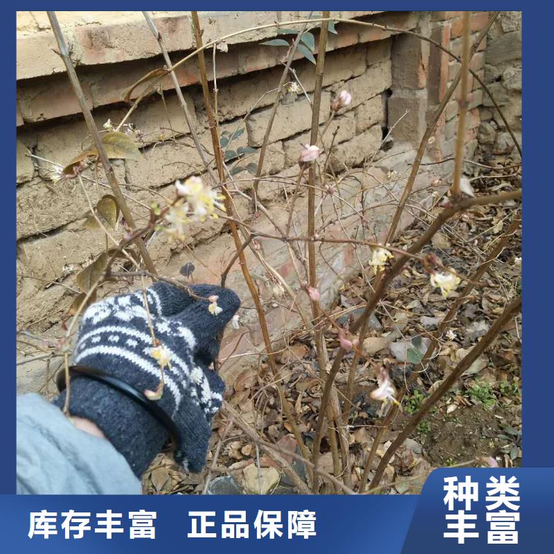 四平|通化|长春|延边|吉林|辽源杈杷果,【樱桃苗】货源充足生产厂家