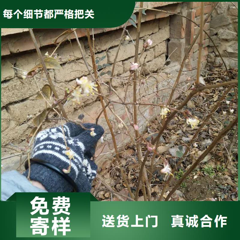 杈杷果苹果苗用心服务