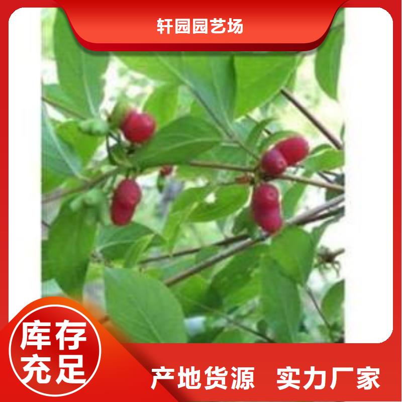 【杈杷果】,无花果苗厂家供应 轩园园艺场(黔南市分公司)