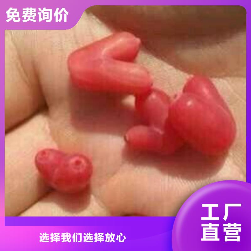 杈杷果苹果苗好品质用的放心