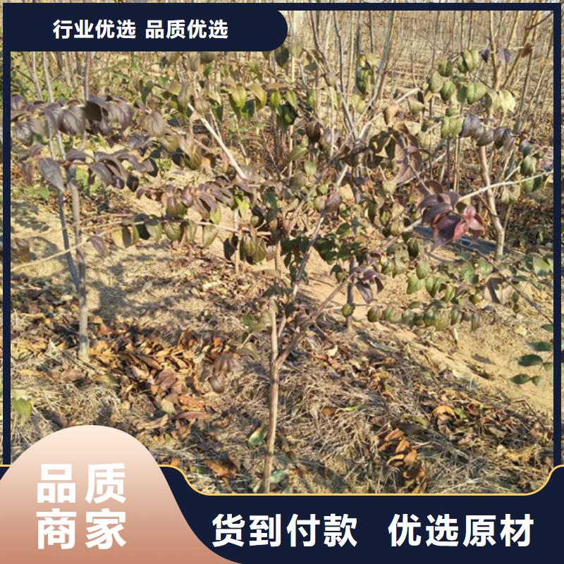 【杈杷果】,无花果苗厂家供应 轩园园艺场(黔南市分公司)