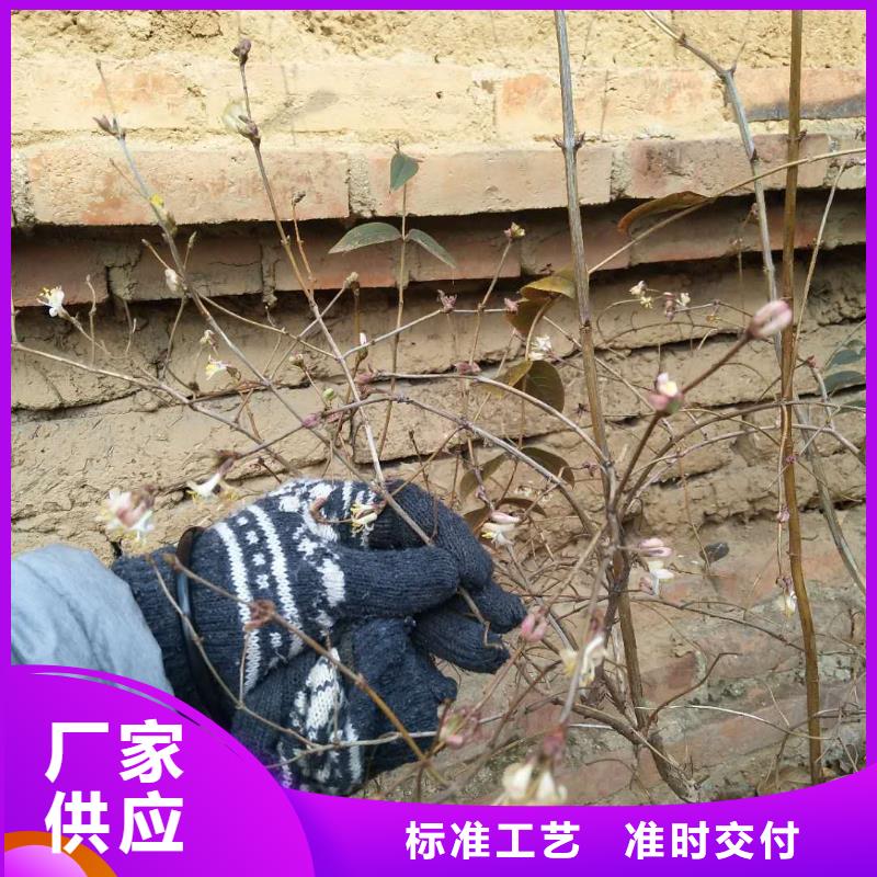杈杷果苹果苗好品质用的放心