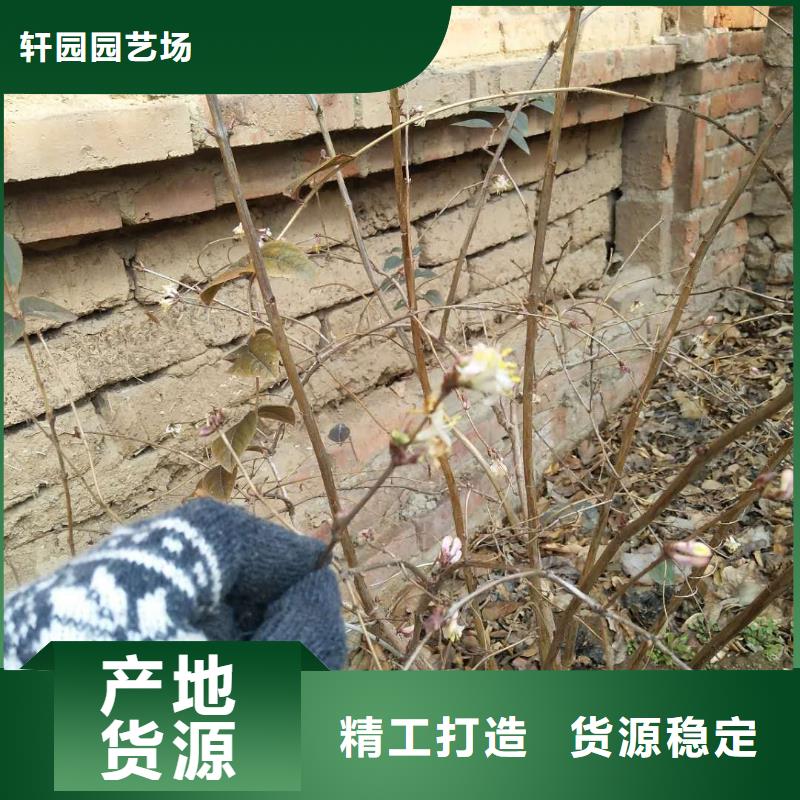 四平|通化|长春|延边|吉林|辽源杈杷果,【樱桃苗】货源充足生产厂家