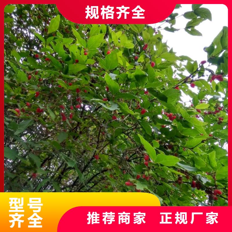 【杈杷果】,无花果苗厂家供应 轩园园艺场(黔南市分公司)