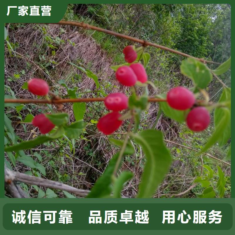 杈杷果苹果苗好品质用的放心
