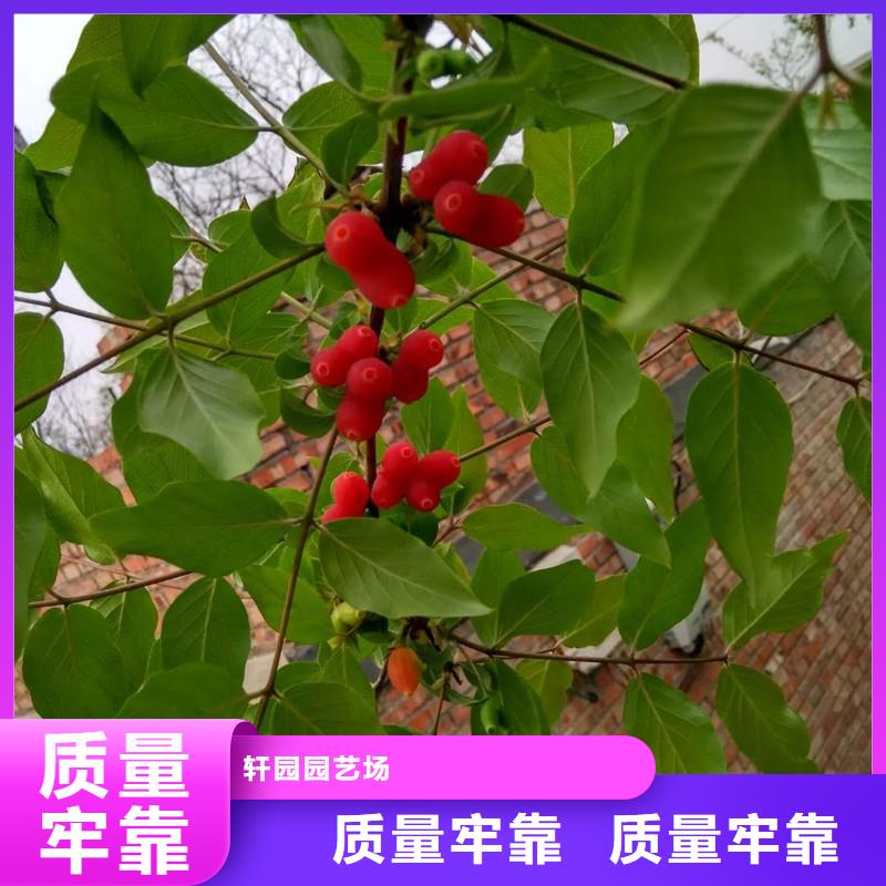 杈杷果苹果苗用心服务