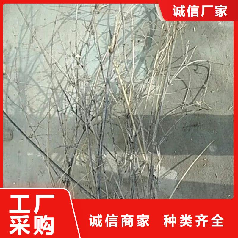 四平|通化|长春|延边|吉林|辽源杈杷果,【樱桃苗】货源充足生产厂家