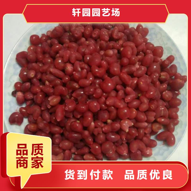 杈杷果樱桃苗实拍展现
