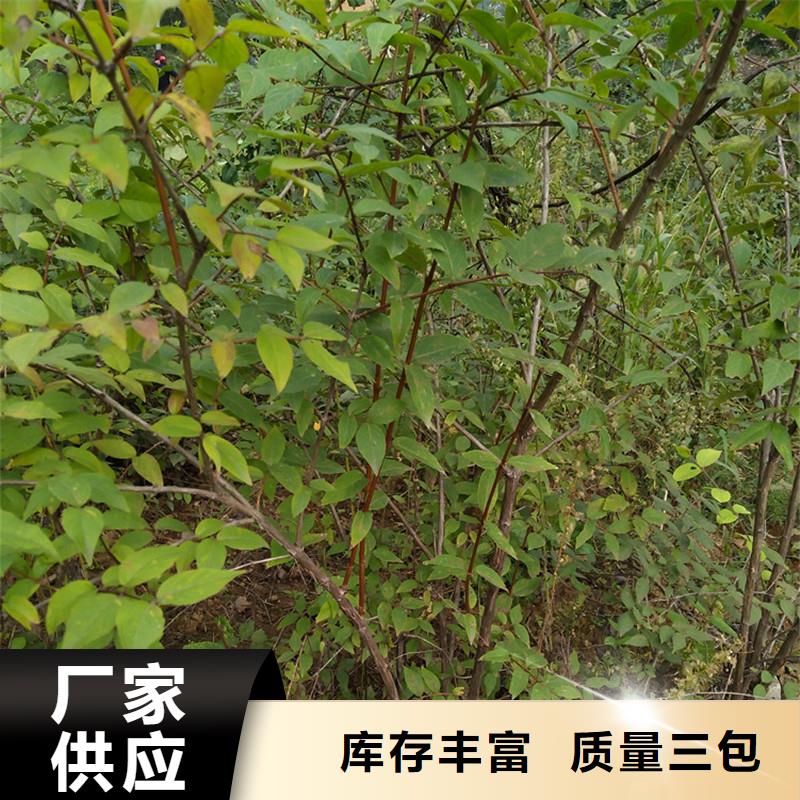 杈杷果苹果苗好品质用的放心
