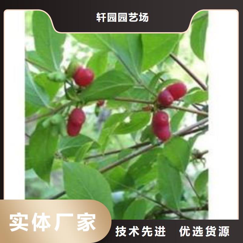 杈杷果苹果苗好品质用的放心