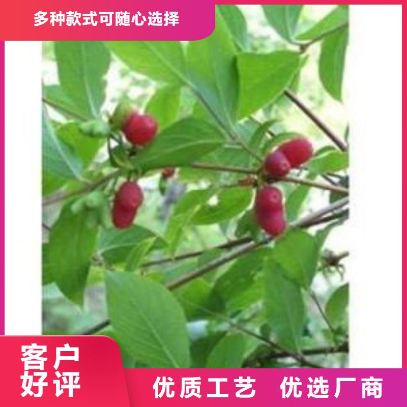【杈杷果】,无花果苗厂家供应 轩园园艺场(黔南市分公司)