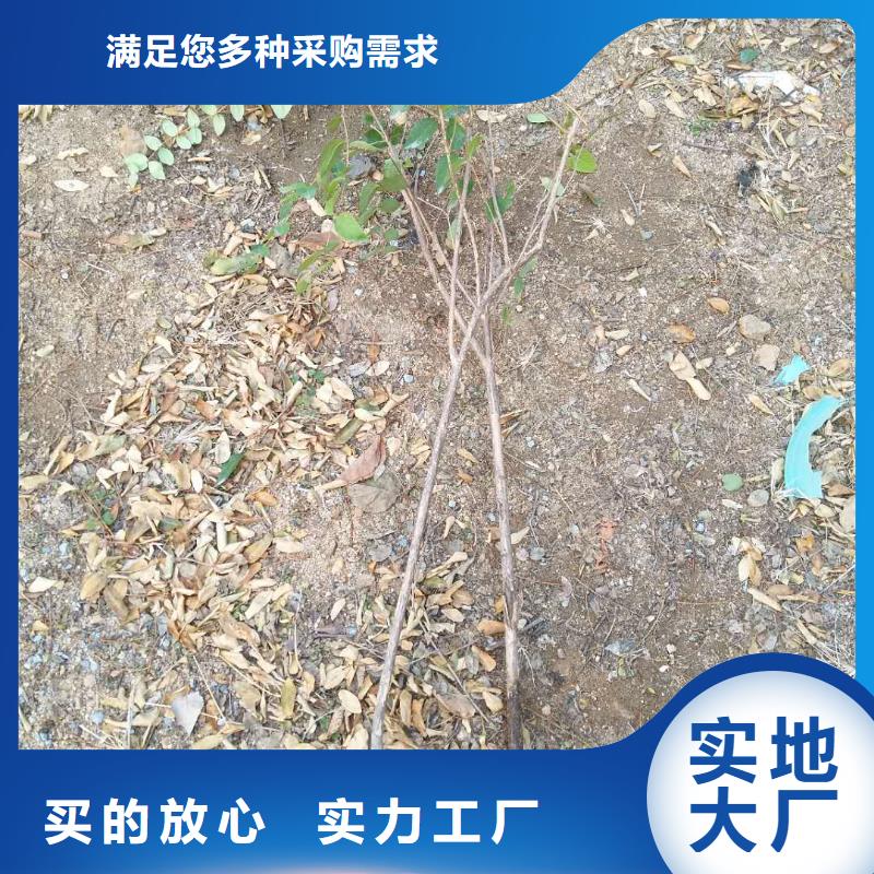 杈杷果苹果苗好品质用的放心