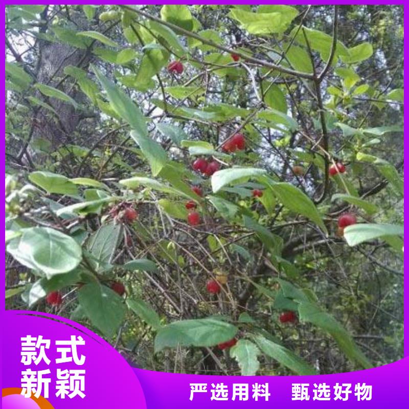 【杈杷果】,无花果苗厂家供应 轩园园艺场(黔南市分公司)