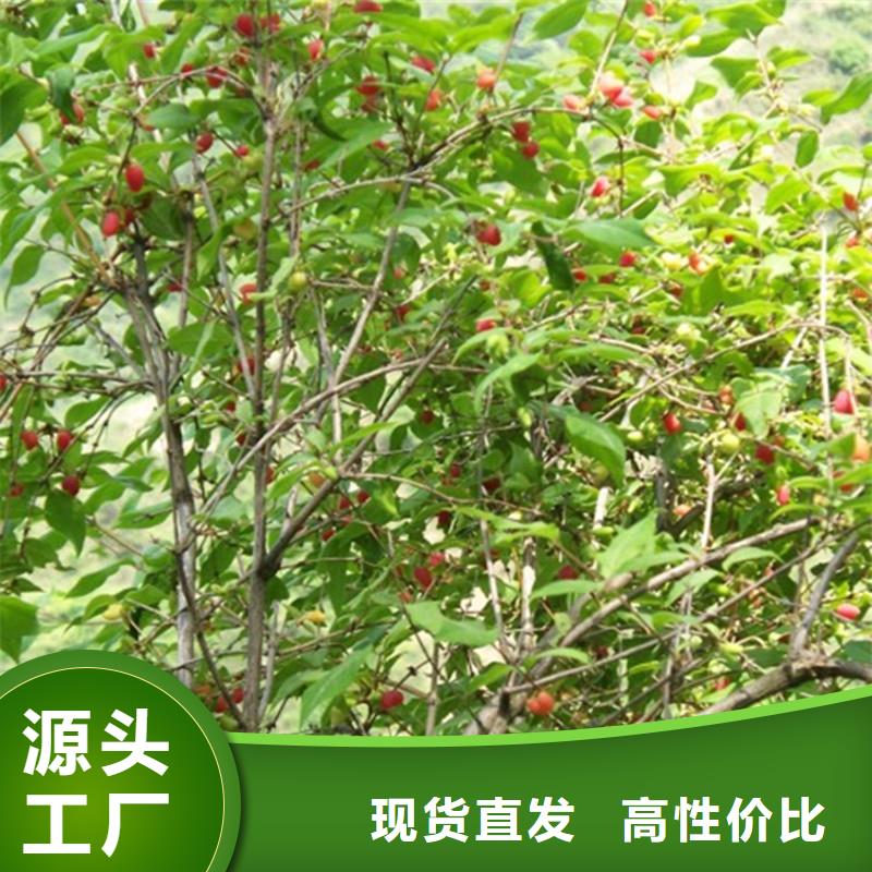 杈杷果_苹果苗工厂直供