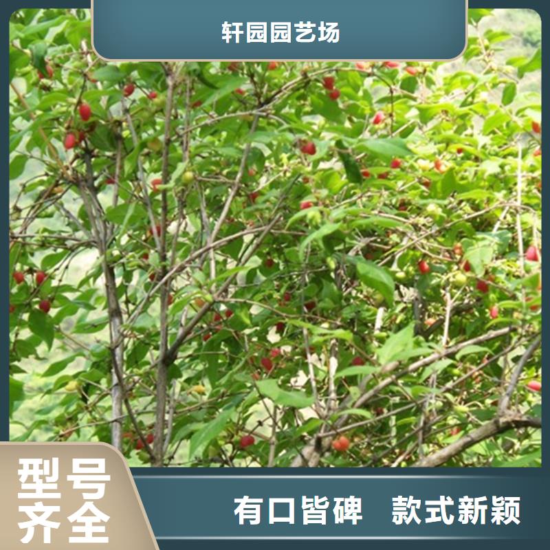四平|通化|长春|延边|吉林|辽源杈杷果,【樱桃苗】货源充足生产厂家