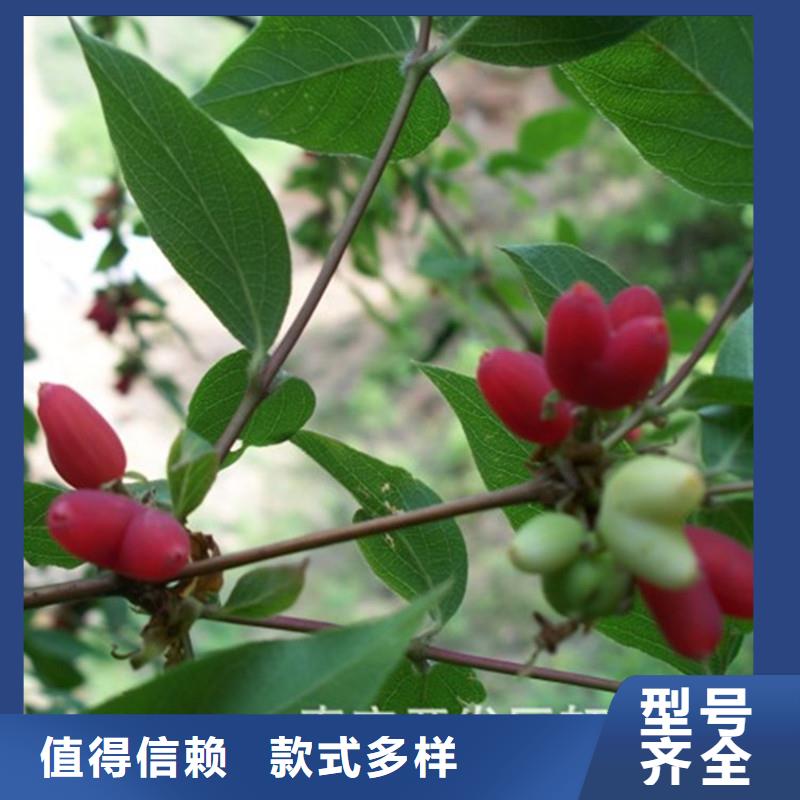 杈杷果苹果苗用心服务