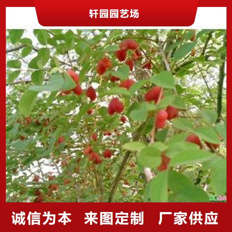 杈杷果_苹果苗工厂直供