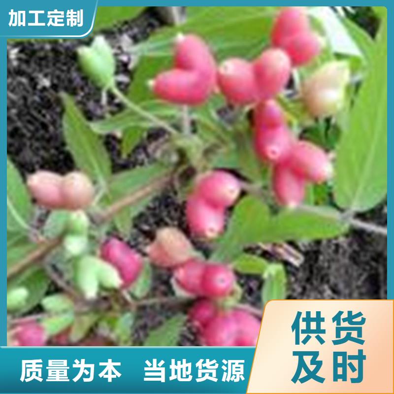 杈杷果_苹果苗工厂直供