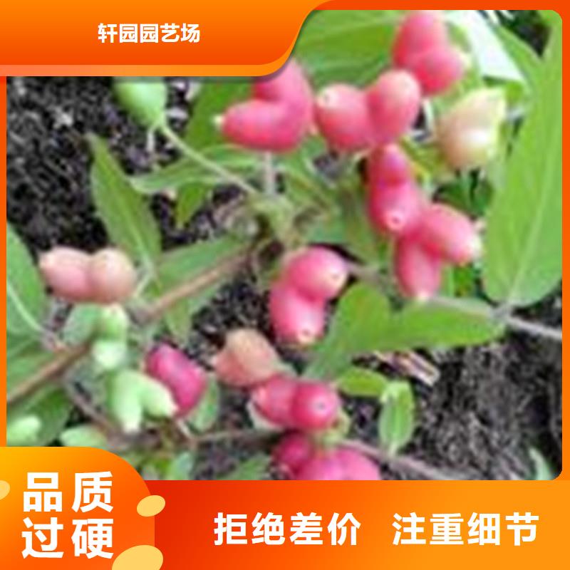 杈杷果_苹果苗工厂直供