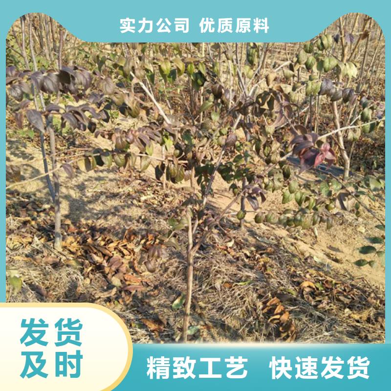杈杷果_苹果苗工厂直供