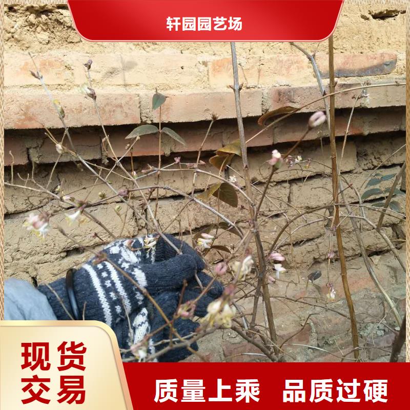 杈杷果_苹果苗工厂直供