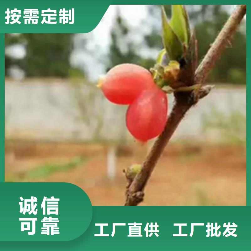 杈杷果-樱桃苗采购无忧