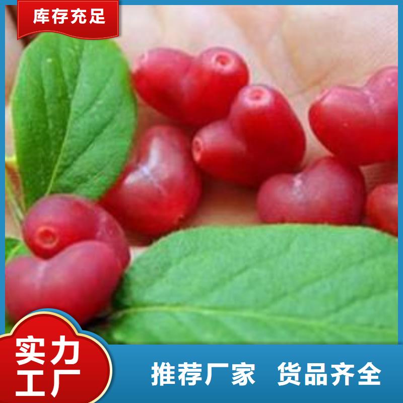 杈杷果_苹果苗工厂直供