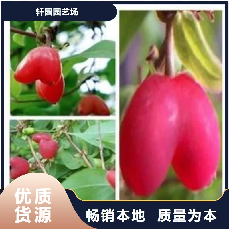 杈杷果-樱桃苗采购无忧