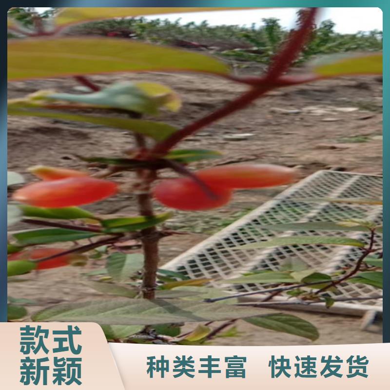 杈杷【桃树苗】厂家直营当地公司