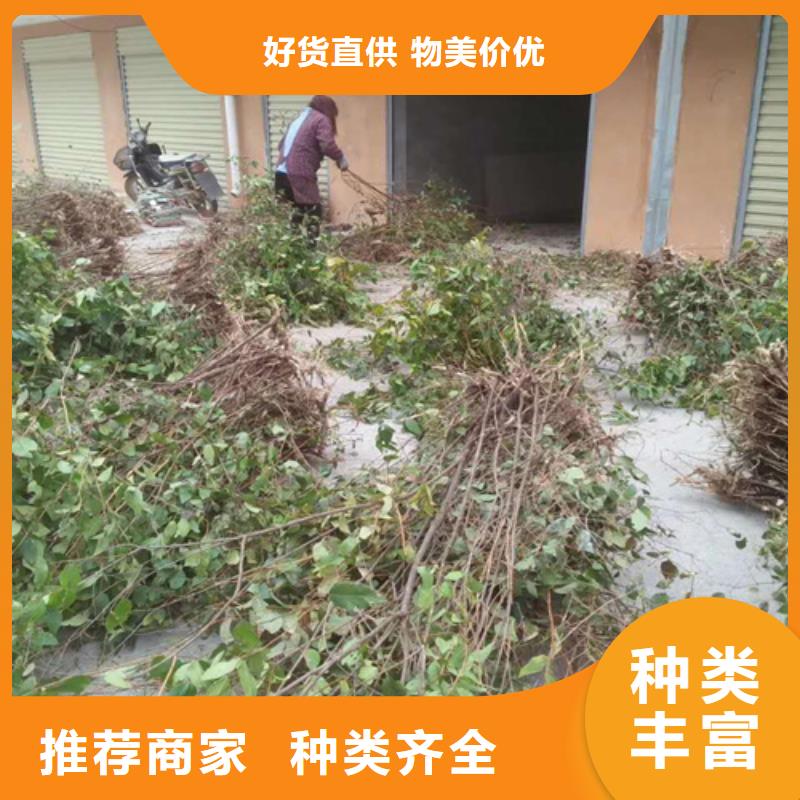 杈杷【桃树苗】厂家直营当地公司
