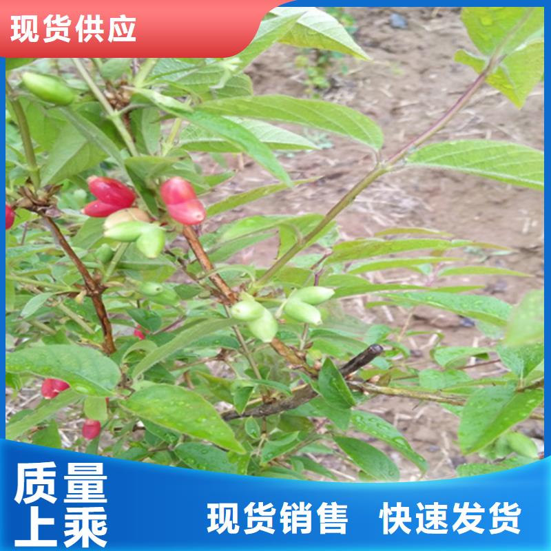 杈杷【桃树苗】厂家直营当地公司