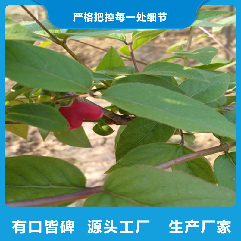 杈杷【桃树苗】厂家直营当地公司