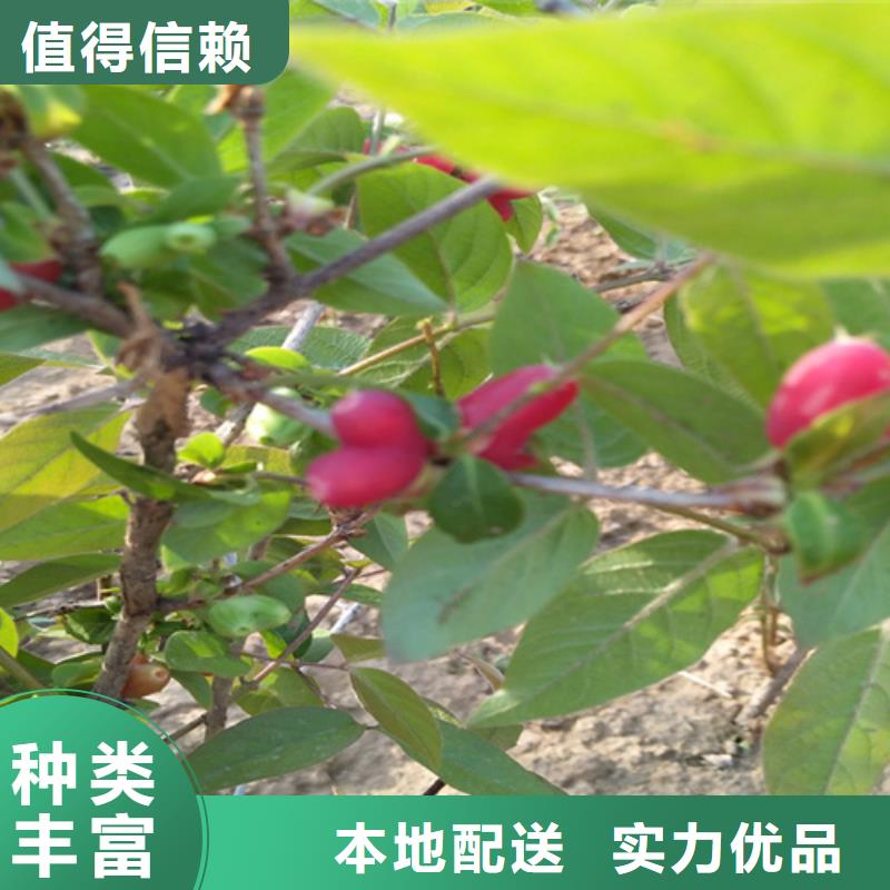 杈杷【桃树苗】厂家直营当地公司