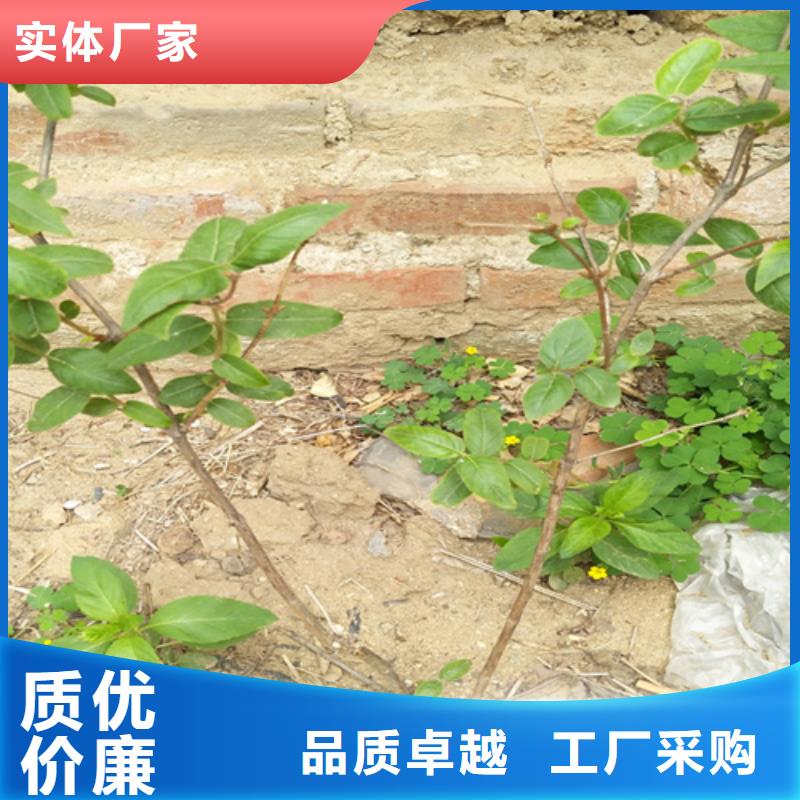 杈杷【桃树苗】厂家直营当地公司