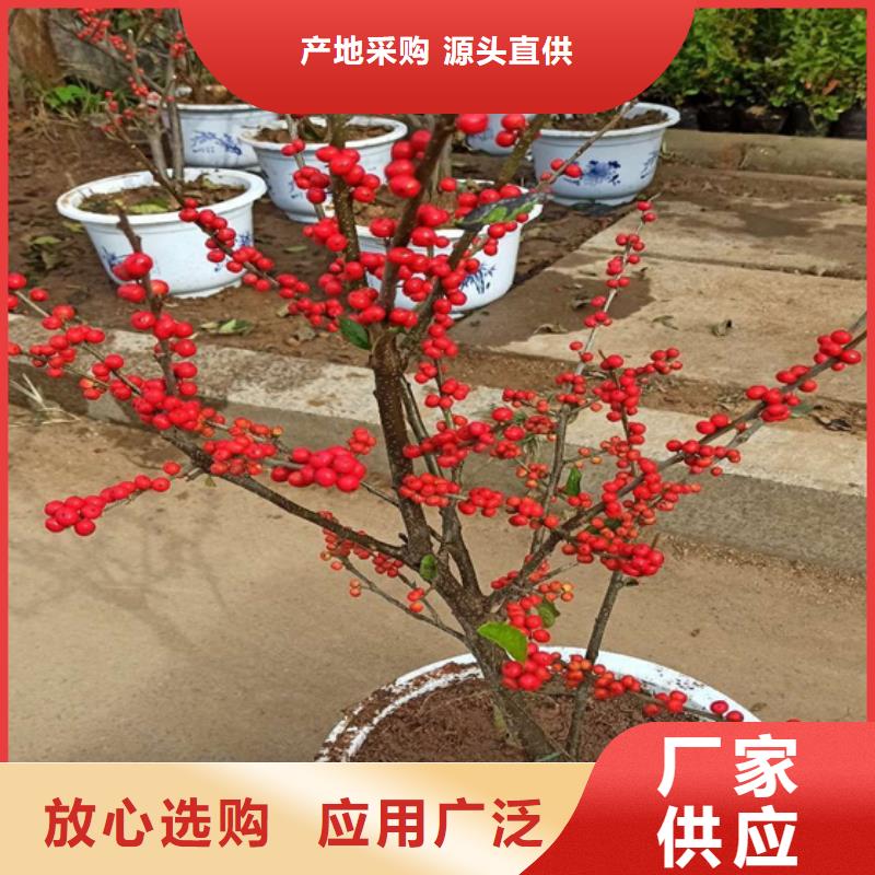 北美冬青樱桃苗自有生产工厂