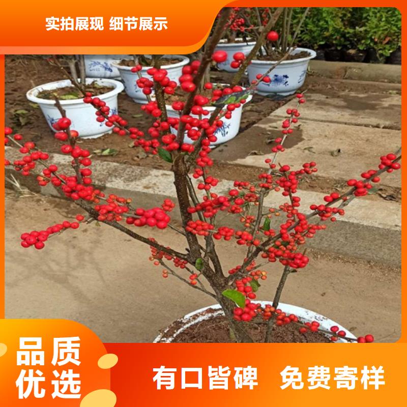 【 北美冬青-桃树苗诚信商家】轩园石榴树苗