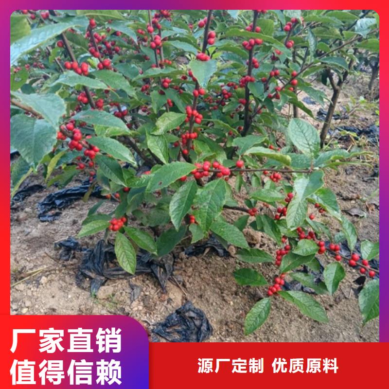 轩园石榴树苗【 北美冬青 蓝莓苗支持加工定制】28354.com