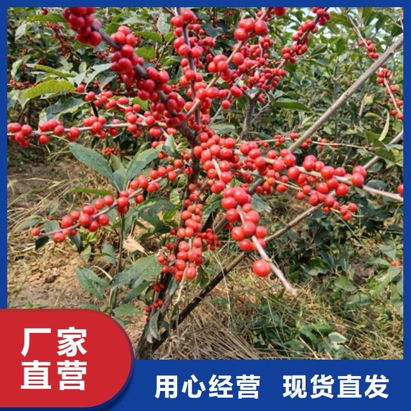 轩园石榴树苗【 北美冬青 蓝莓苗支持加工定制】28354.com