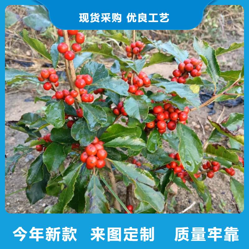 【 北美冬青-桃树苗诚信商家】轩园石榴树苗