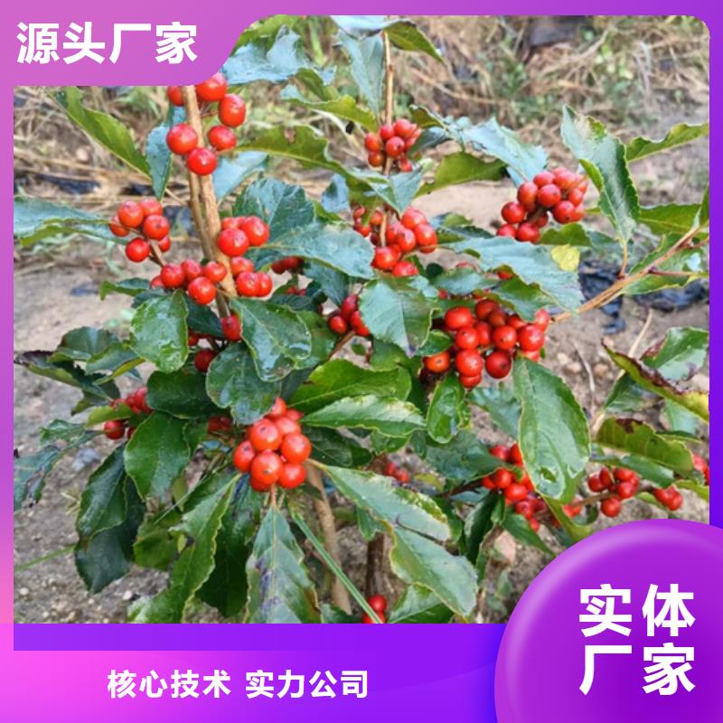 产品视频:同城【轩园】【按需定制真材实料 北美冬青-桃树苗诚信商家】