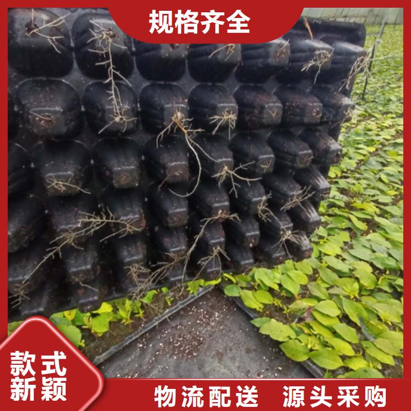 【 北美冬青-樱桃苗厂家型号齐全】-轩园园艺场(邵阳市分公司)|覆盖地域双清|邵东|怀化|衡阳|益阳|株洲|长沙|常德|岳阳