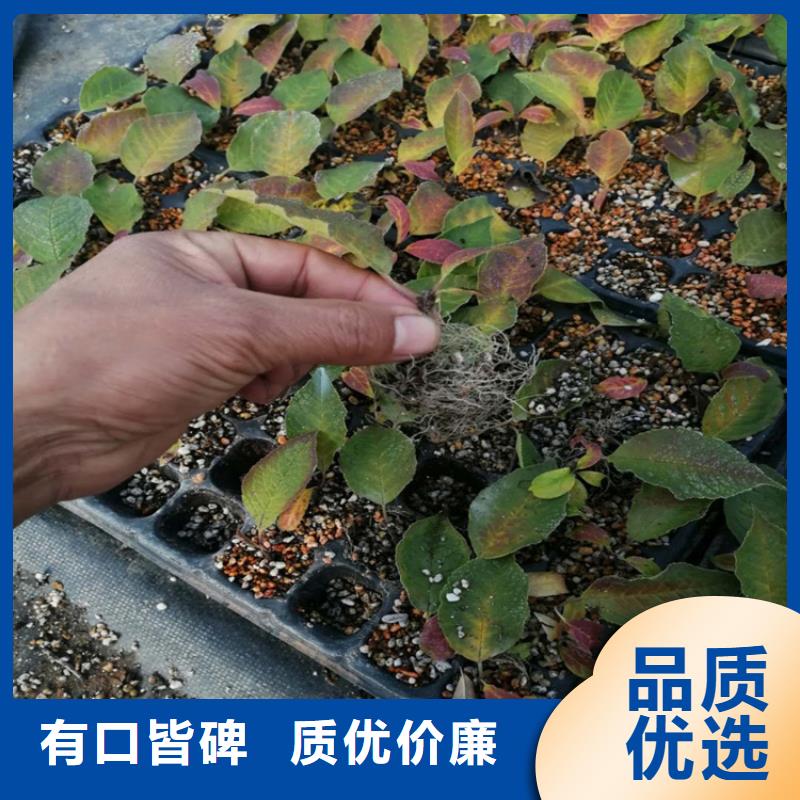 北美冬青桃树苗定金锁价