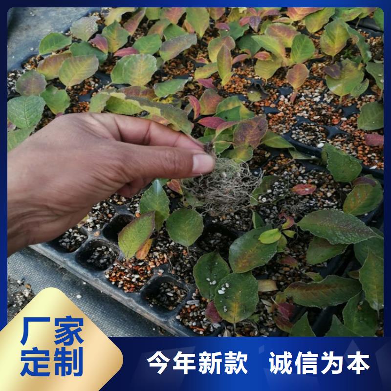 【 北美冬青-樱桃苗厂家型号齐全】-轩园园艺场(邵阳市分公司)|覆盖地域双清|邵东|怀化|衡阳|益阳|株洲|长沙|常德|岳阳