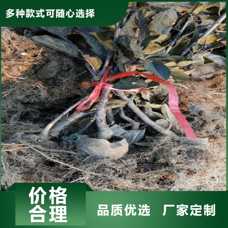 【北美冬青红颜草莓一站式采购商家】